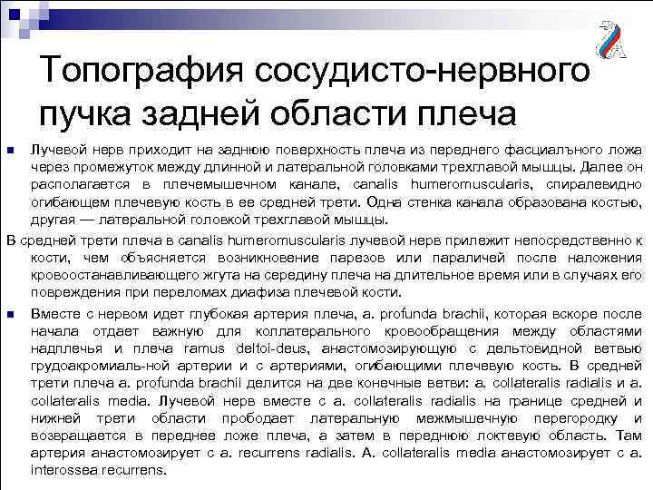 Топография сосудисто-нервного пучка задней области плеча Лучевой нерв приходит на заднюю поверхность плеча из