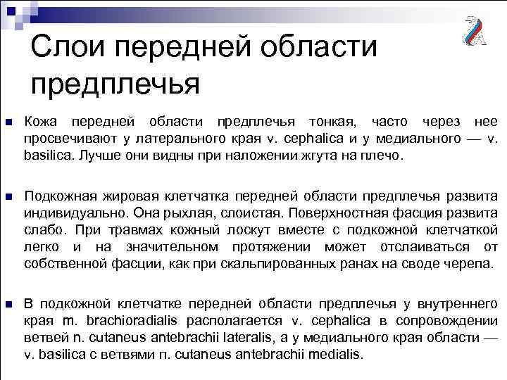 Слои передней области предплечья n Кожа передней области предплечья тонкая, часто через нее просвечивают