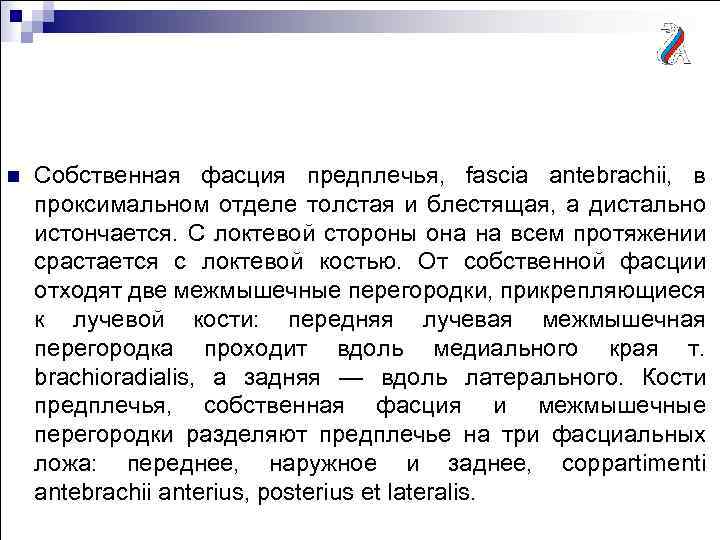 n Собственная фасция предплечья, fascia antebrachii, в проксимальном отделе толстая и блестящая, а дистально