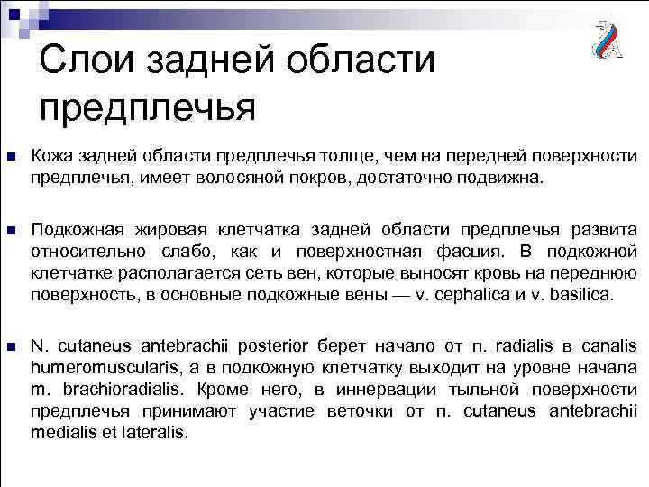 Слои задней области предплечья n Кожа задней области предплечья толще, чем на передней поверхности