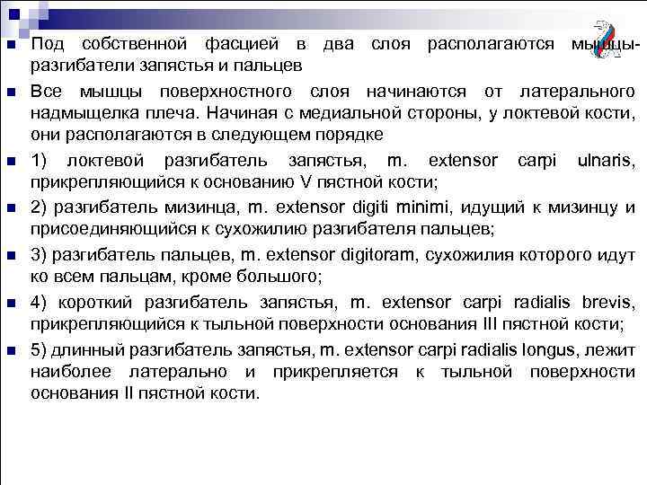 n n n n Под собственной фасцией в два слоя располагаются мышцыразгибатели запястья и