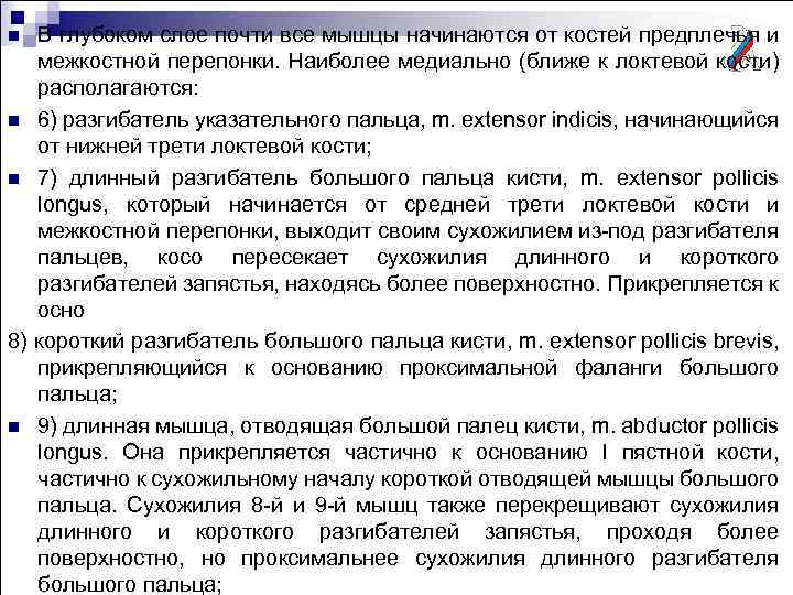 В глубоком слое почти все мышцы начинаются от костей предплечья и межкостной перепонки. Наиболее