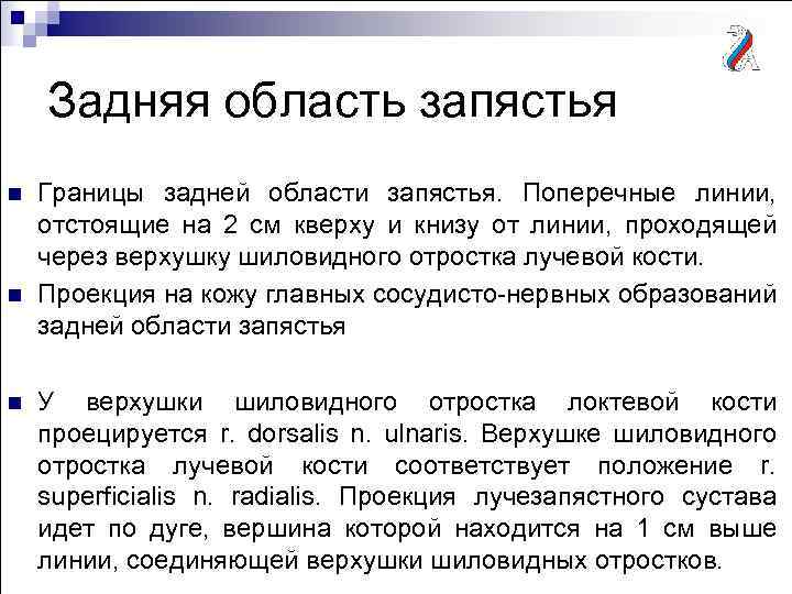 Задняя область запястья n n n Границы задней области запястья. Поперечные линии, отстоящие на