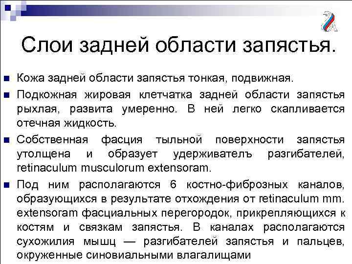 Слои задней области запястья. n n Кожа задней области запястья тонкая, подвижная. Подкожная жировая
