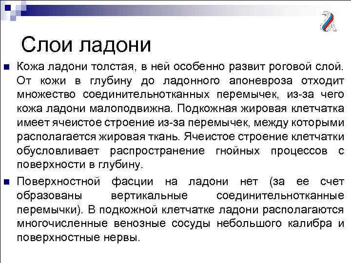 Слои ладони n n Кожа ладони толстая, в ней особенно развит роговой слой. От