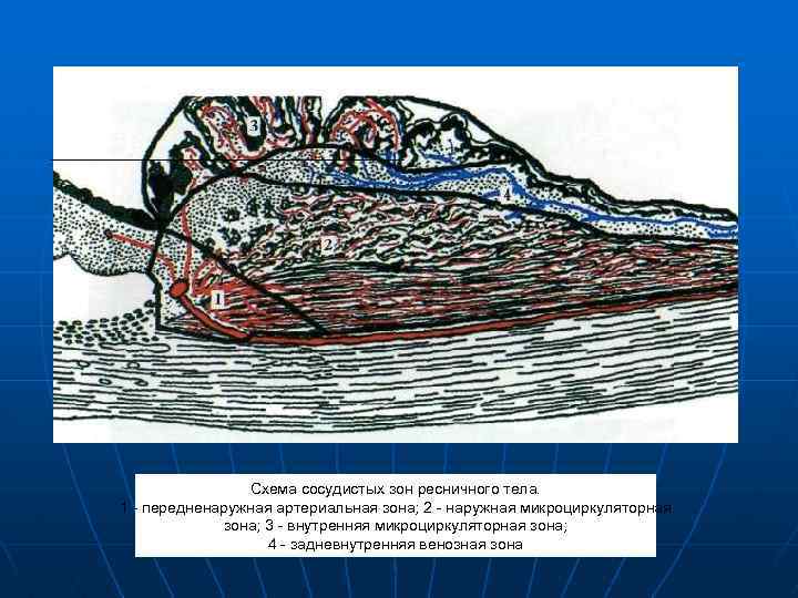 Схема сосудистых зон ресничного тела. 1 - передненаружная артериальная зона; 2 - наружная микроциркуляторная