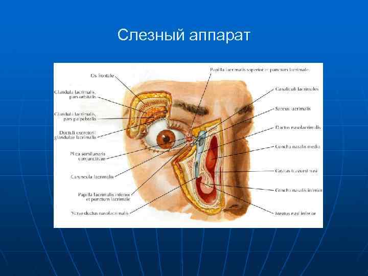 Слезный аппарат 