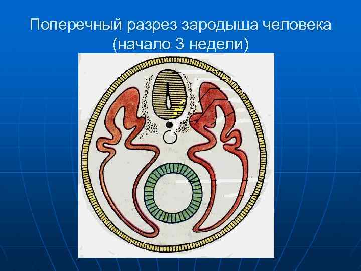 Поперечный разрез зародыша человека (начало 3 недели) 