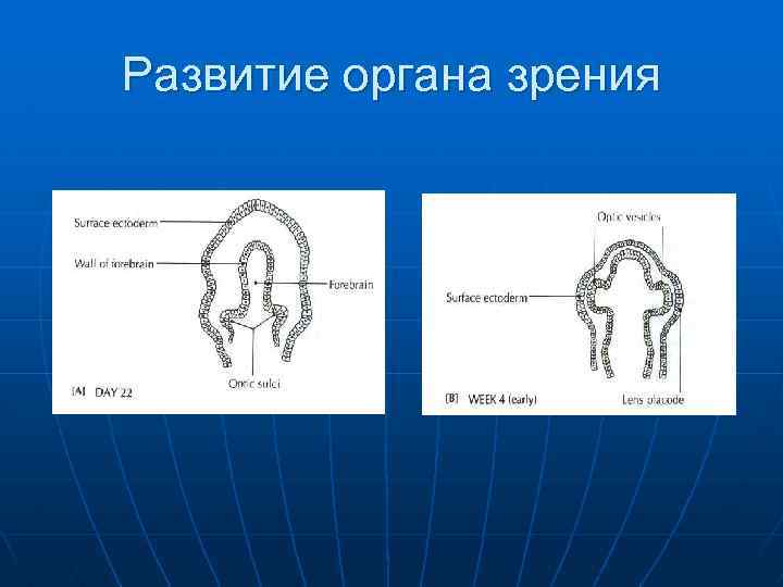 Развитие органа зрения 