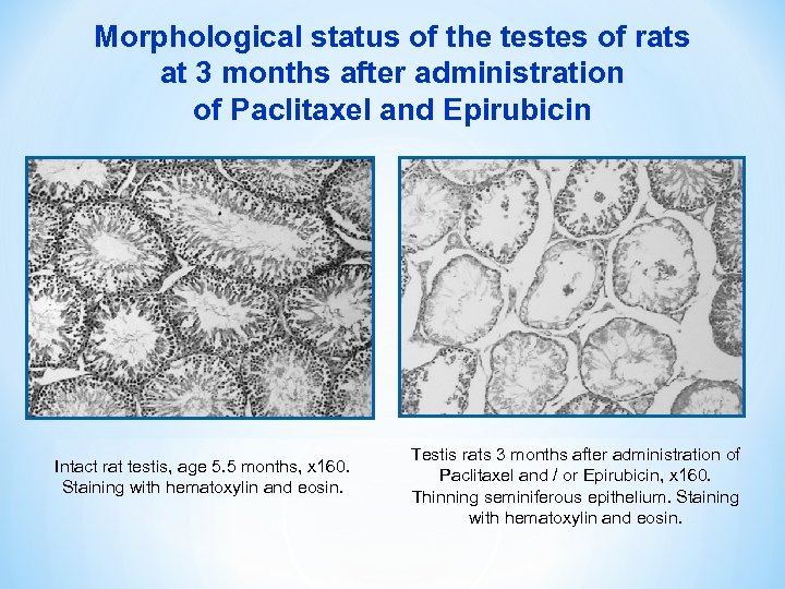 Morphological status of the testes of rats at 3 months after administration of Paclitaxel