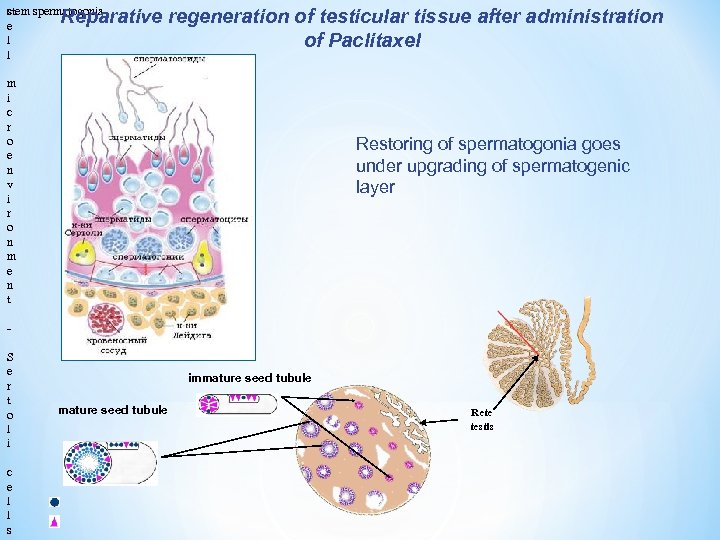 stem spermatogonia c e l l Reparative regeneration of testicular tissue after administration of