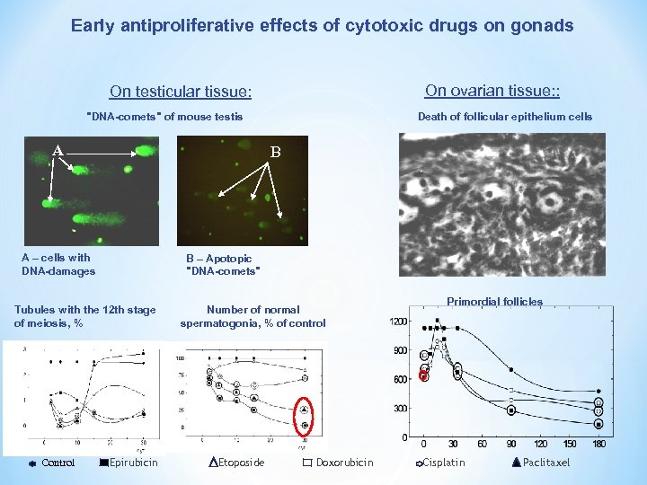 Early antiproliferative effects of cytotoxic drugs on gonads On ovarian tissue: : On testicular