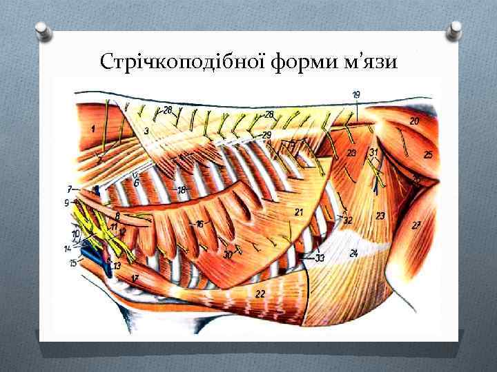 Стрічкоподібної форми м’язи 