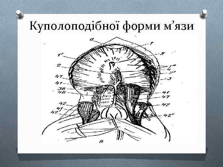 Куполоподібної форми м’язи 