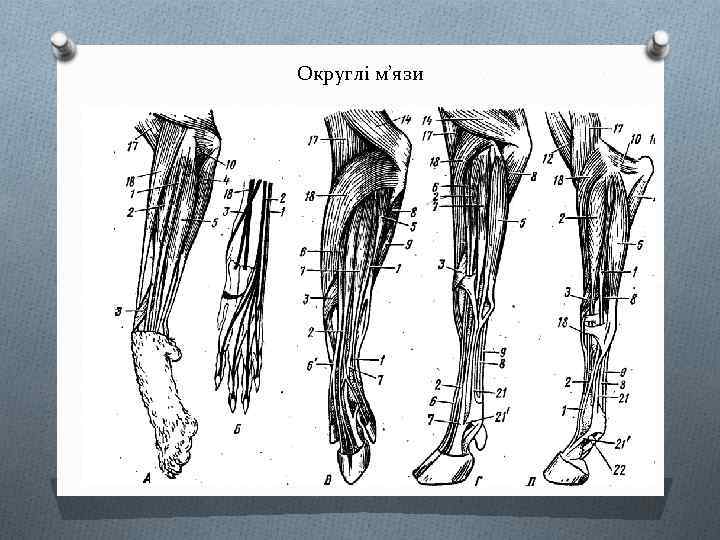 Округлі м’язи 