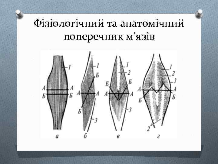 Фізіологічний та анатомічний поперечник м’язів 