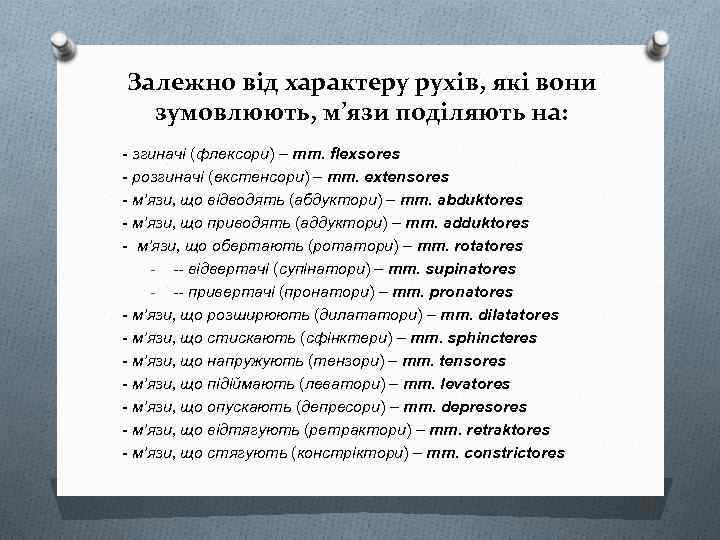 Залежно від характеру рухів, які вони зумовлюють, м’язи поділяють на: - згиначі (флексори) –