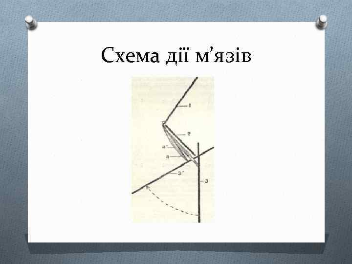 Схема дії м’язів 