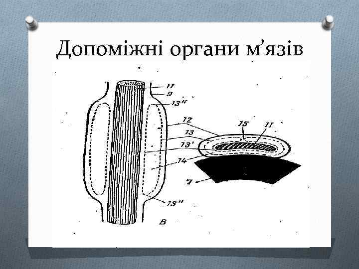 Допоміжні органи м’язів 