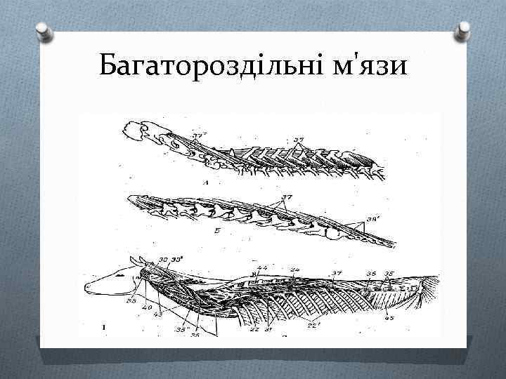 Багатороздільні м'язи 