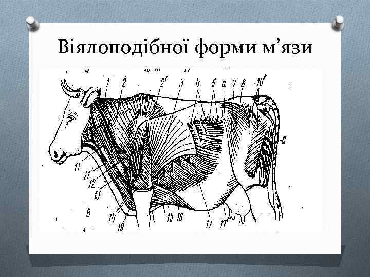 Віялоподібної форми м’язи 