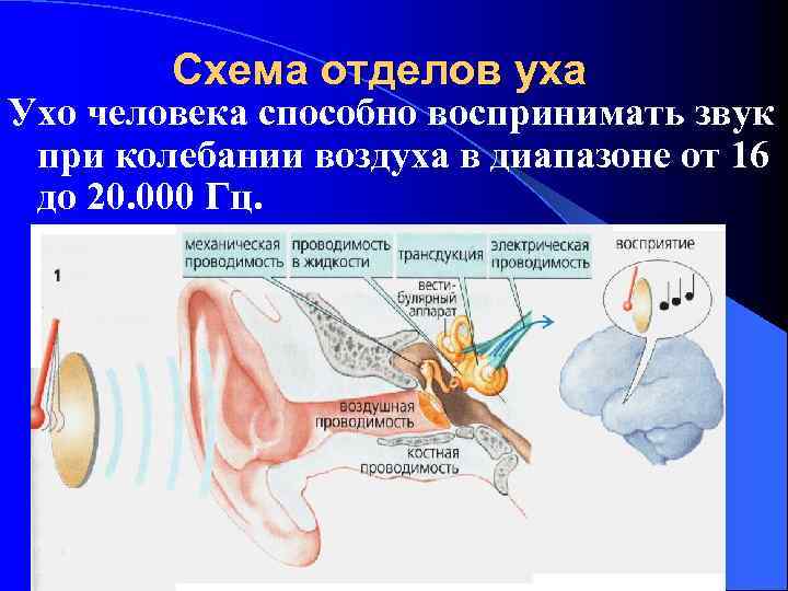 На рисунке приведены частоты воспринимаемые органами слуха