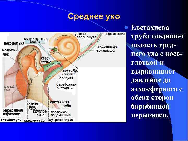 Среднее ухо l Евстахиева труба соединяет полость среднего уха с носоглоткой и выравнивает давление