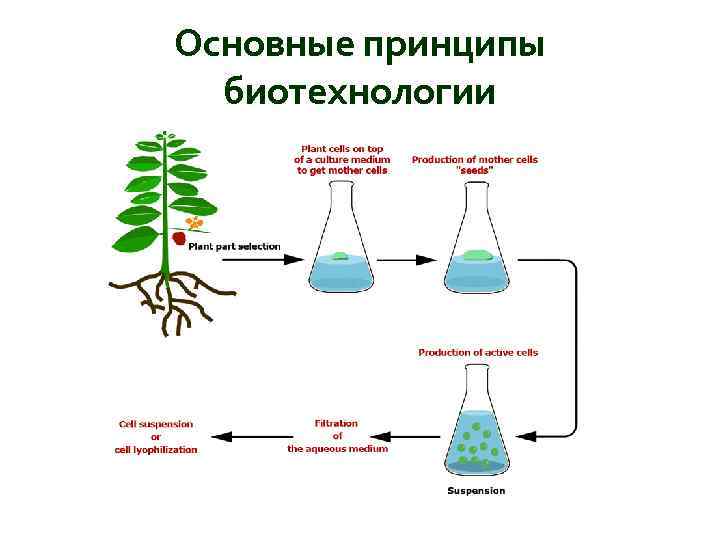 Основные принципы биотехнологии 