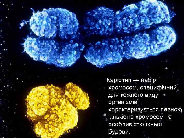 Каріотип — набір хромосом, специфічний для кожного виду організмів; характеризується певною кількістю хромосом та