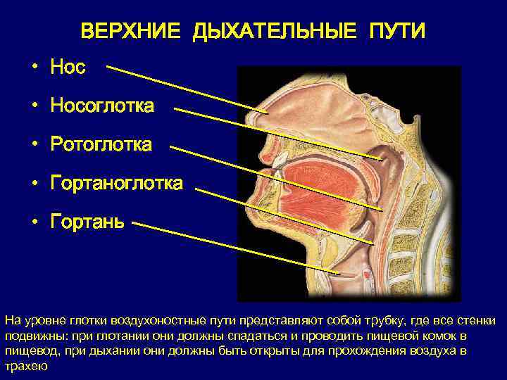 ВЕРХНИЕ ДЫХАТЕЛЬНЫЕ ПУТИ • Носоглотка • Pотоглотка • Гортань На уровне глотки воздухоностные пути