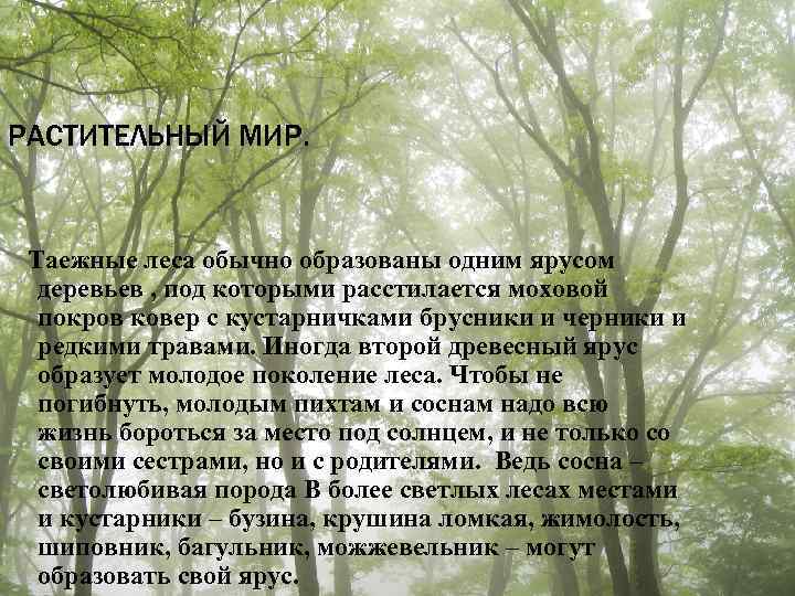 РАСТИТЕЛЬНЫЙ МИР. Таежные леса обычно образованы одним ярусом деревьев , под которыми расстилается моховой