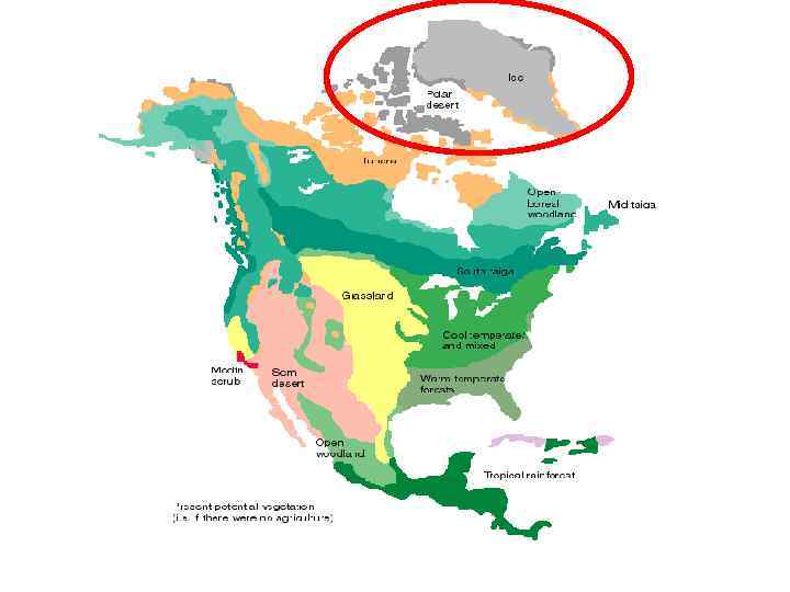 Древняя североамериканская платформа. Тектоника Северной Америки. Тектоническая карта Северной Америки. Платформы Северной Америки на карте. Тектонические структуры Северной Америки.