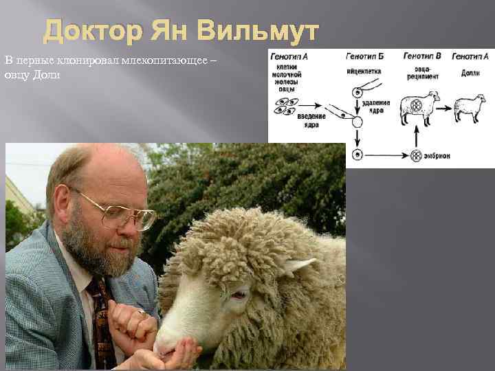 Доктор Ян Вильмут В первые клонировал млекопитающее – овцу Доли 
