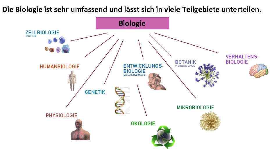 Die Biologie ist sehr umfassend und lässt sich in viele Teilgebiete unterteilen. Biologie 