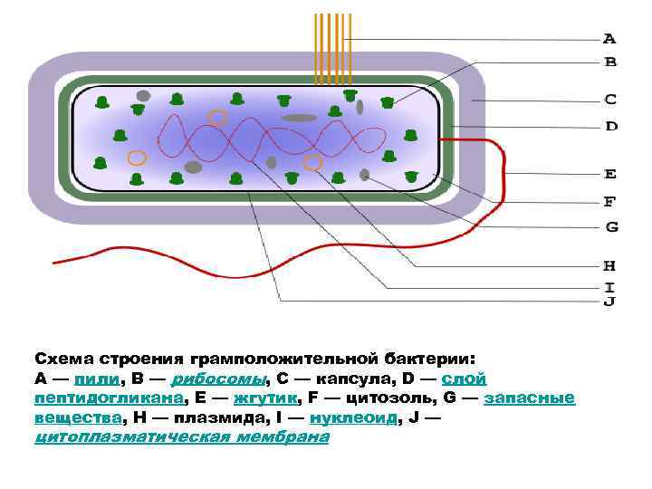 Схема строения клеточной стенки грамположительных и грамотрицательных бактерий
