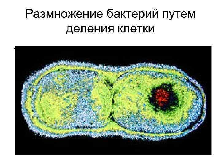 Размножение бактерий путем деления клетки. 