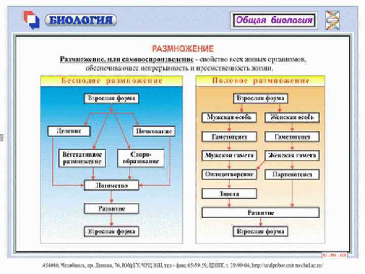 Виды размножения животных. Ментальная карта бесполое размножение. Виды размножения в биологии. Размножение растений и животных. Половое размножение растений и животных.