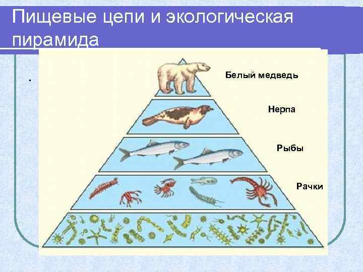 Пищевые цепи и экологическая пирамида. Белый медведь Нерпа Рыбы Рачки 