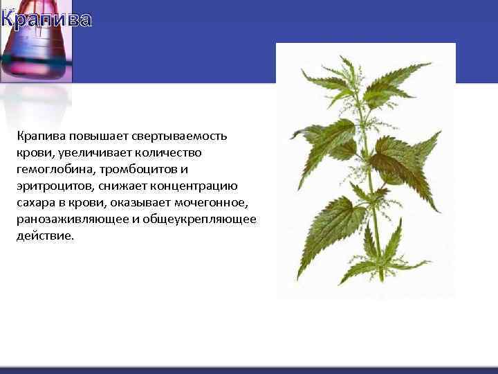 Крапива повышает свертываемость крови, увеличивает количество гемоглобина, тромбоцитов и эритроцитов, снижает концентрацию сахара в