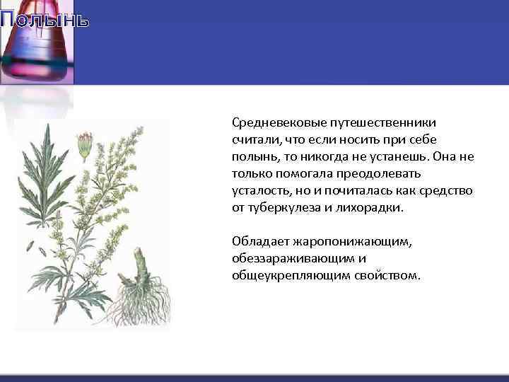 Полынь Средневековые путешественники считали, что если носить при себе полынь, то никогда не устанешь.