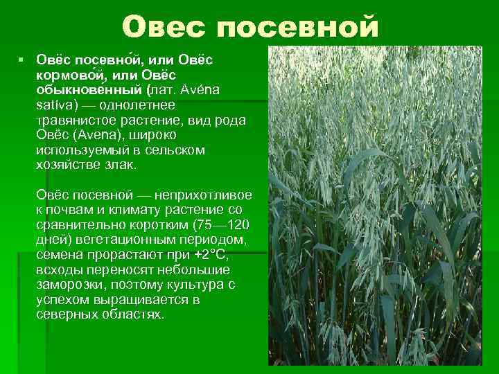 Овес посевной § Овёс посевно й, или Овёс кормово й, или Овёс обыкнове нный