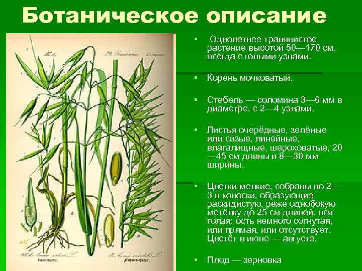 Ботаническое описание § Однолетнее травянистое растение высотой 50— 170 см, всегда с голыми узлами.