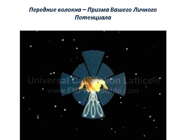 Передние волокна – Призма Вашего Личного Потенциала 