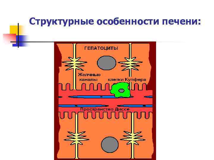 Структурные особенности печени: 