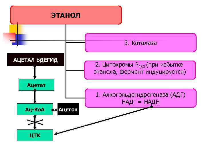 ЭТАНОЛ 3. Каталаза АЦЕТАЛ ЬДЕГИД 2. Цитохромы Р 450 (при избытке этанола, фермент индуцируется)