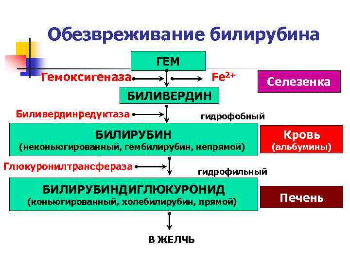 Обезвреживание билирубина ГЕМ Гемоксигеназа Fe 2+ БИЛИВЕРДИН Биливердинредуктаза Селезенка гидрофобный БИЛИРУБИН (неконьюгированный, гембилирубин, непрямой)