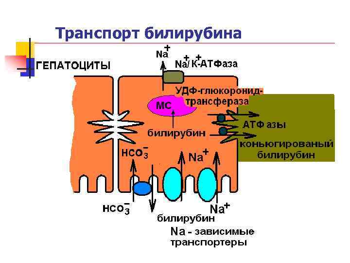 Транспорт билирубина 