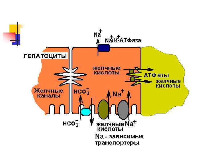 Энтерогепатическая регуляция желчных кислот схема по биохимии