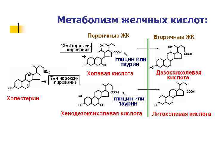 Синтез желчи происходит в. Формулы желчных кислот биохимия. Вторичные желчные кислоты образуются. Схема синтеза желчных кислот. Структура первичных желчных кислот.