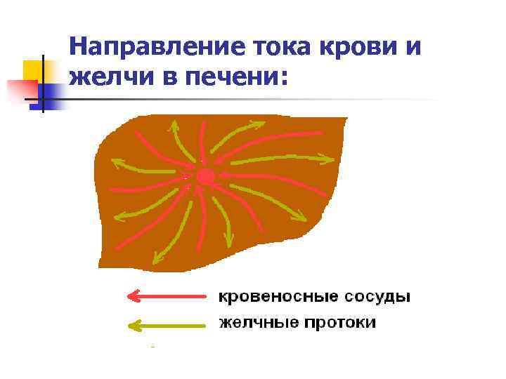 Направление тока крови и желчи в печени: 